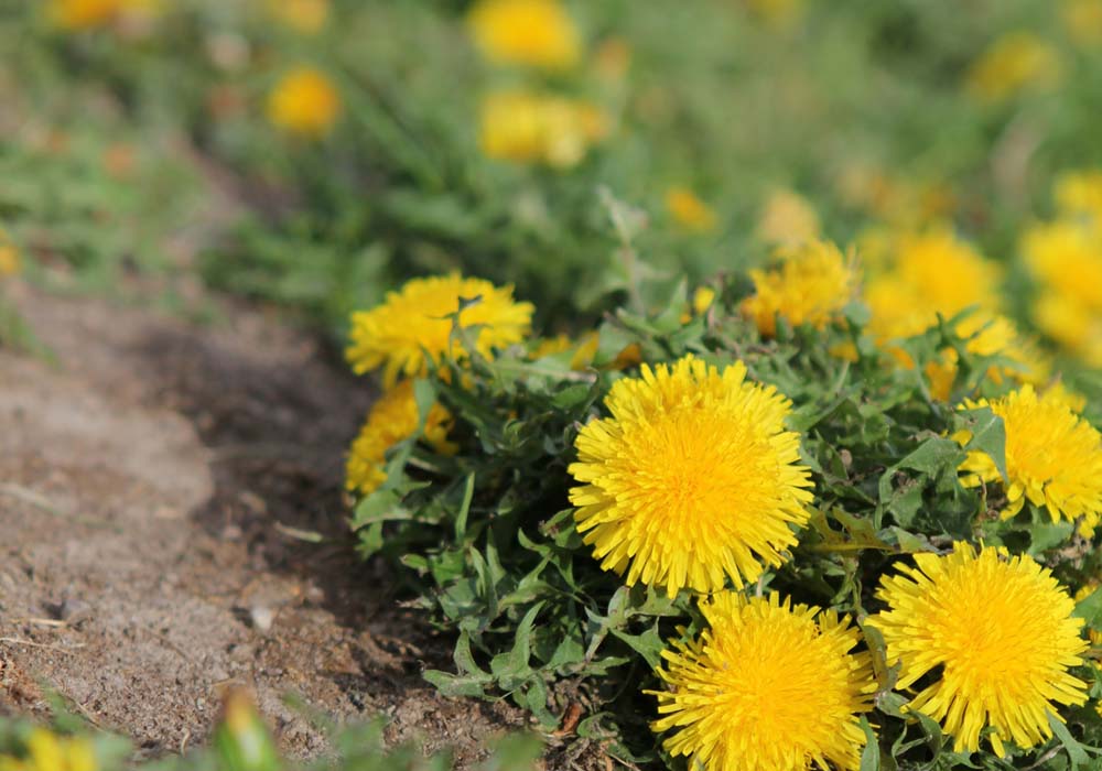 Weeds.jpg