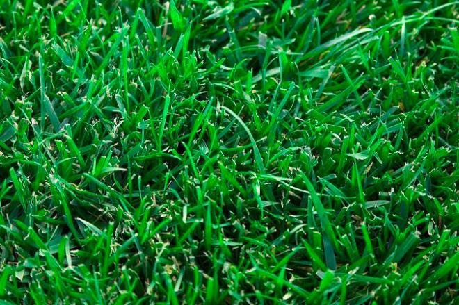 tall_fescue.jpg