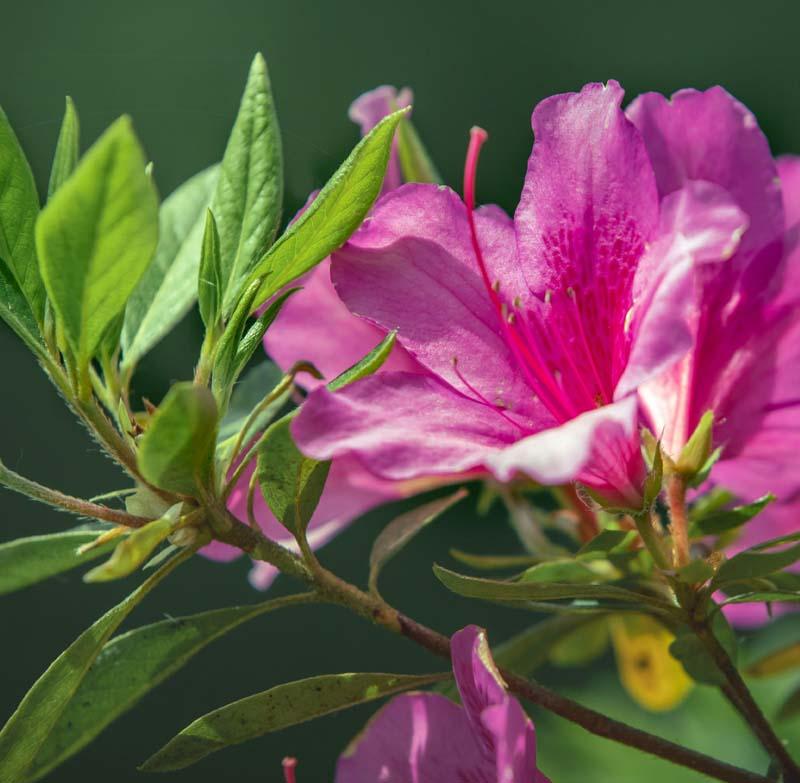 Standard Azalea