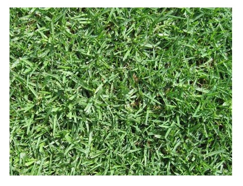 Kikuyu Turf