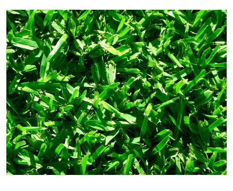 Prestige Buffalo Turf