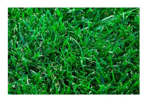 Tall Fescue Turf