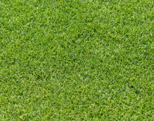 Urban Artificial Turf