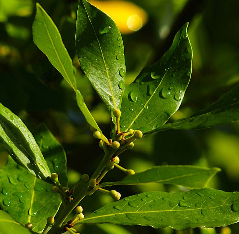 Standard Bay Leaf