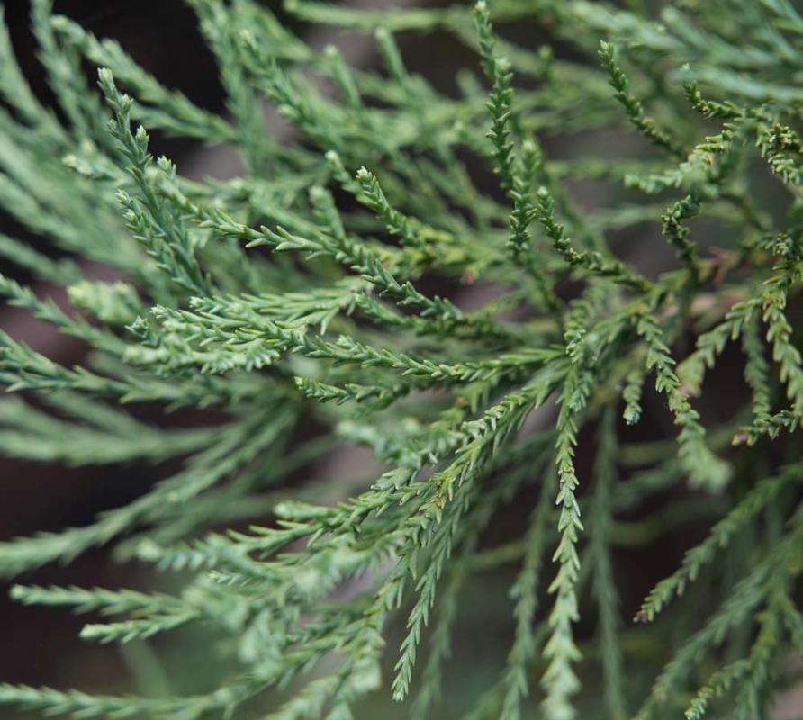 Skyrocket juniperus scopulorum