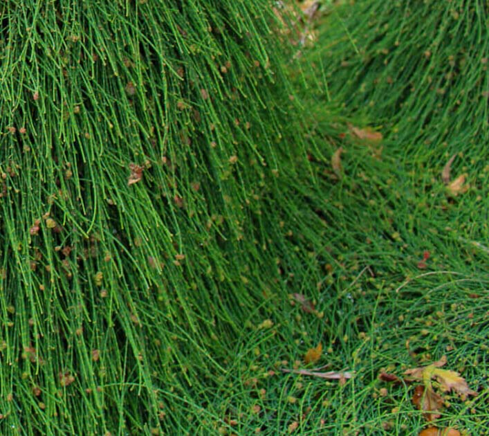 Casuarina Cousin It