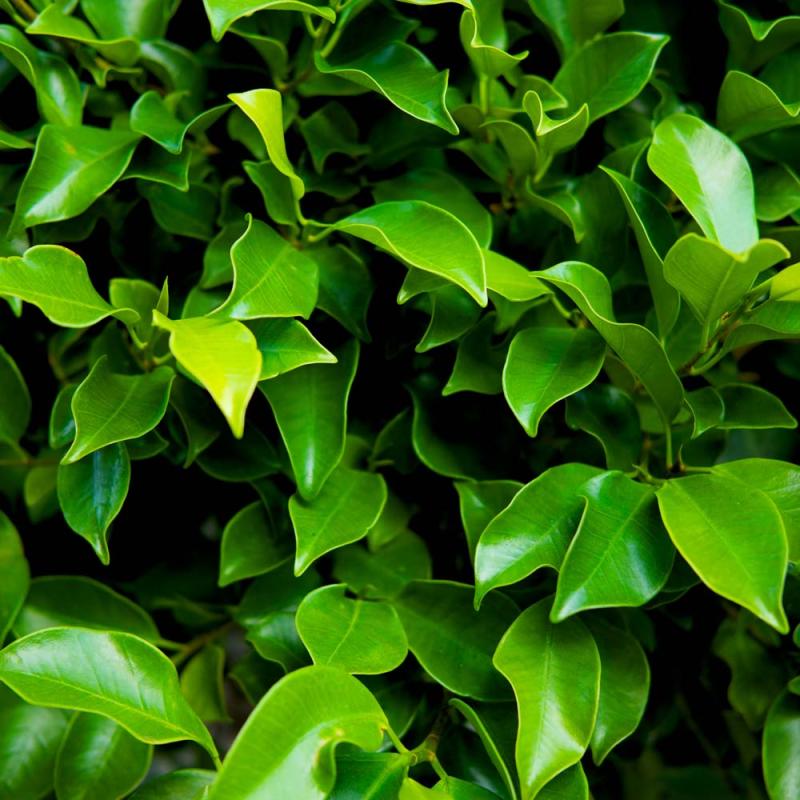 Standard Ficus Twisted Stem