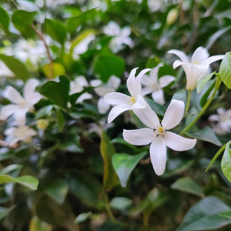 Star Jasmine