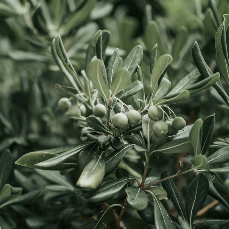 Standard Olives Nab Tamri