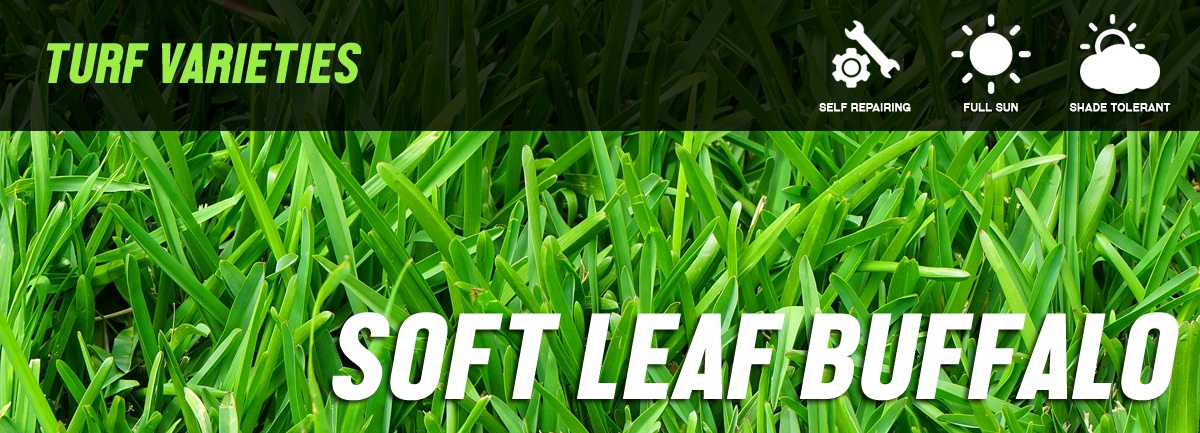 Kings Pride Soft Leaf Buffalo Turf