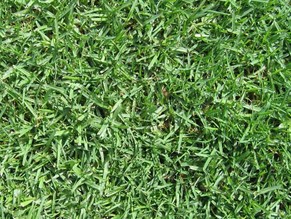 Kikuyu Turf